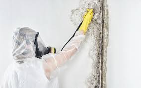 Best Residential Mold Inspection & Testing  in USA